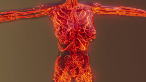 analysis of human blood vessels anatomy scan