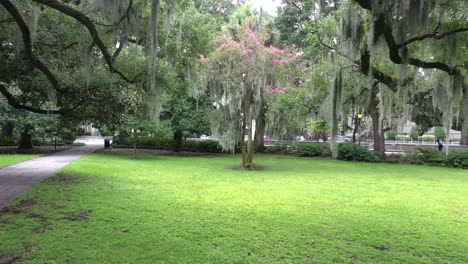 k drone southern spanish moss in trees fly