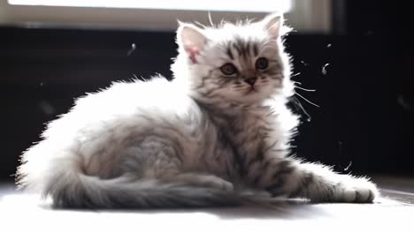 a playful kitten enjoys its time in sunlight, captivating moments of curiosity and tenderness as it plays, licks, and rest in a cozy indoor setting