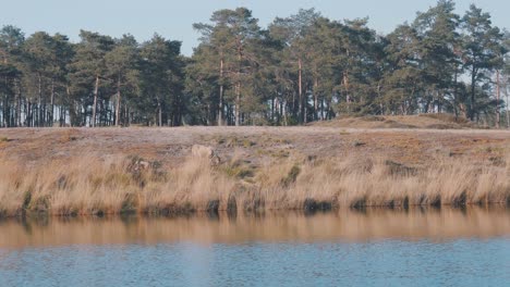 a pair of domestic goats grazing on the hills near the calm lake in summer