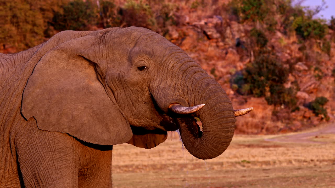 Telephoto view of calm African elephant drinking water with trunk at sunset