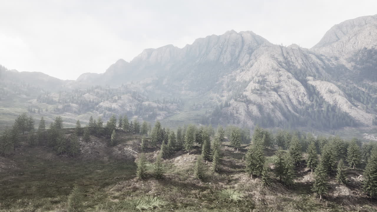 abeto y otros pinos en las montañas en un final soleado de verano