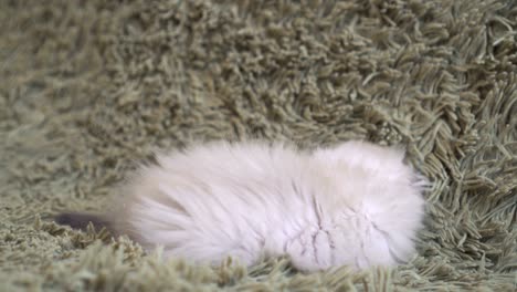 playful kitten laying on a floor playing with a mouse toy