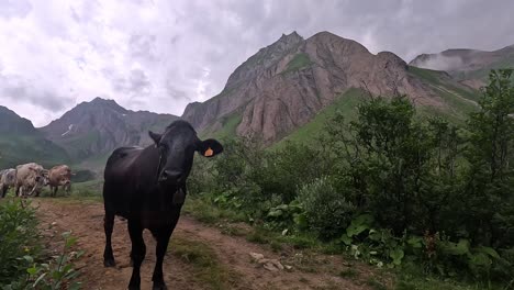 black cow looking at the camera waiting for its herd