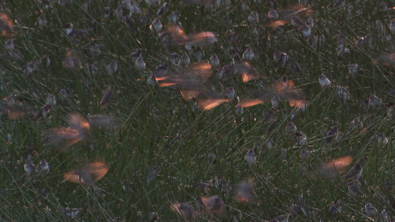 красноклювые квелеа миллионы их в рокоте над болотом ндуту, танзания