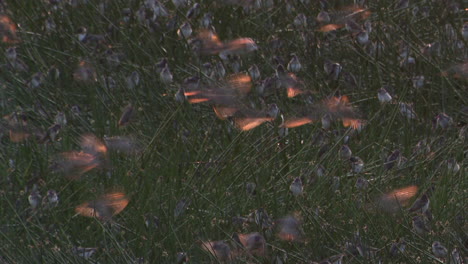 red-billed quelea millions of them in murmuration above ndutu marsh, tanzania