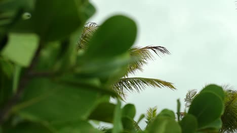 palm tree blowing in wind on a cloudy day before storm