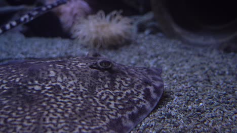 Closeup-of-thorny-skate-stingray-hiding-at-seabed-with-corals-in-background