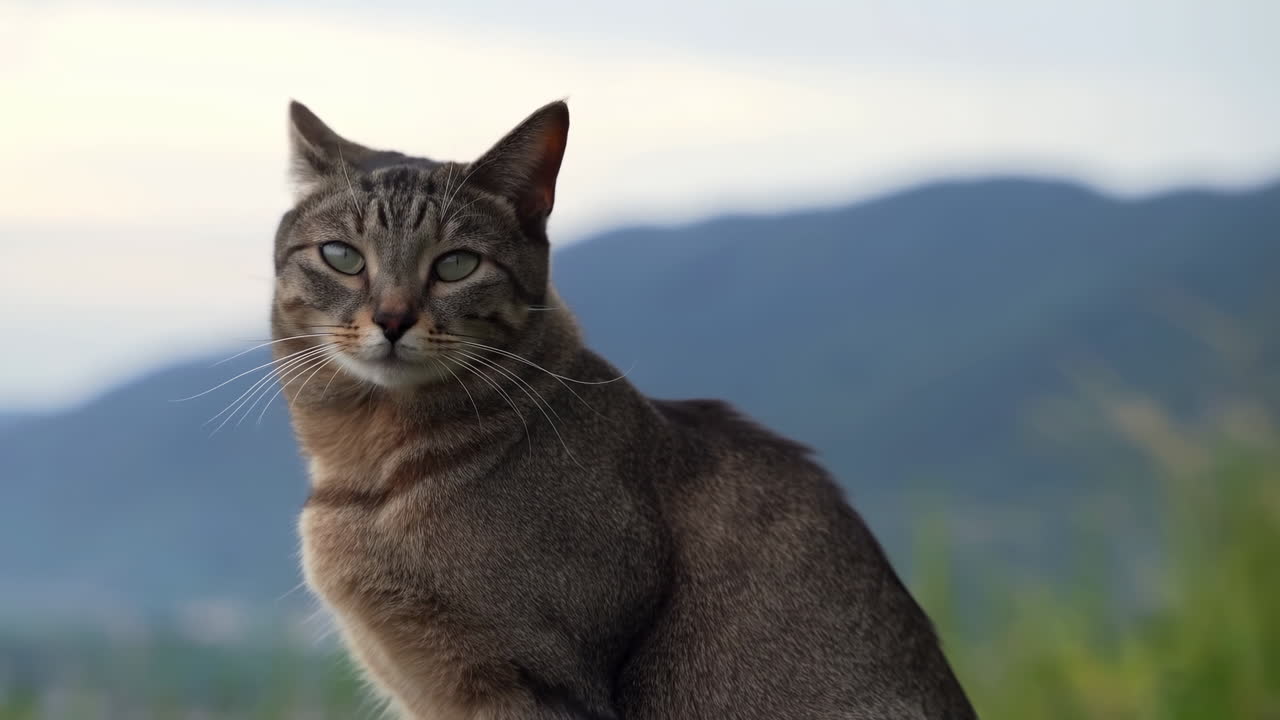 Ritratto di gatto soriano all'aperto con montagne, luce soffusa del tramonto, sguardo attento e baffi prominenti, in posa rilassata.