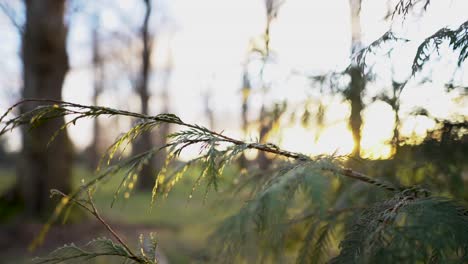 Sun-peeking-through-tree-branches,-slow-motion-pan