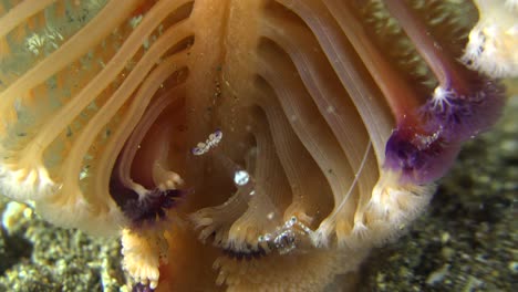 Anemone-shrimp-riding-on-colorful-sea-pen