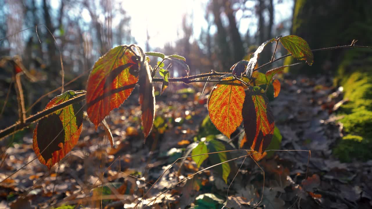 Static shot of colourful autumnal green and orange leaves in a forest backlit by the sun