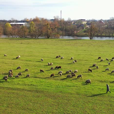 pasture of domestic animals. herd of sheep on field on beautiful nature background. farm sheep grazing near the countryside. aerial view.