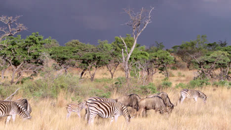 group of zebras and wildebeests eating grass in south africa. a baby zebra follows its mother. the zebras have the distinct brown or so called shadow stripes. dark sky with rainstorm closing in.
