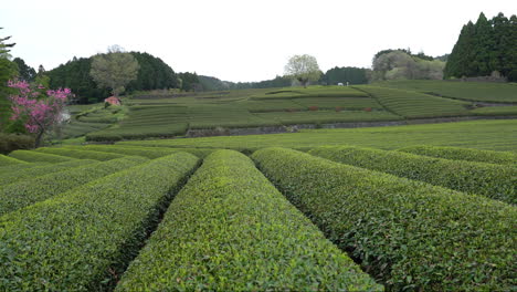 Nahaufnahme-Von-Teeplantagen-Im-Hintergrund-In-Japan-An-Einem-Bewölkten-Tag