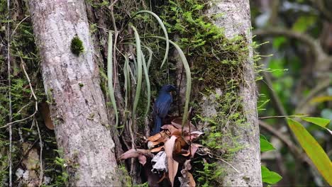 El-Papamoscas-Azul-De-La-Colina-Se-Encuentra-En-Un-Hábitat-De-Gran-Altura,-Tiene-Plumas-Azules-Y-Un-Pecho-Anaranjado-Para-El-Macho,-Mientras-Que-La-Hembra-Es-De-Color-Marrón-Canela-Pálido-Y-También-Con-Un-Pecho-Anaranjado-En-Transición