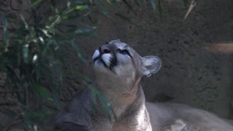 león de montaña mirando hacia arriba y mirando a su alrededor, primer plano en la cara