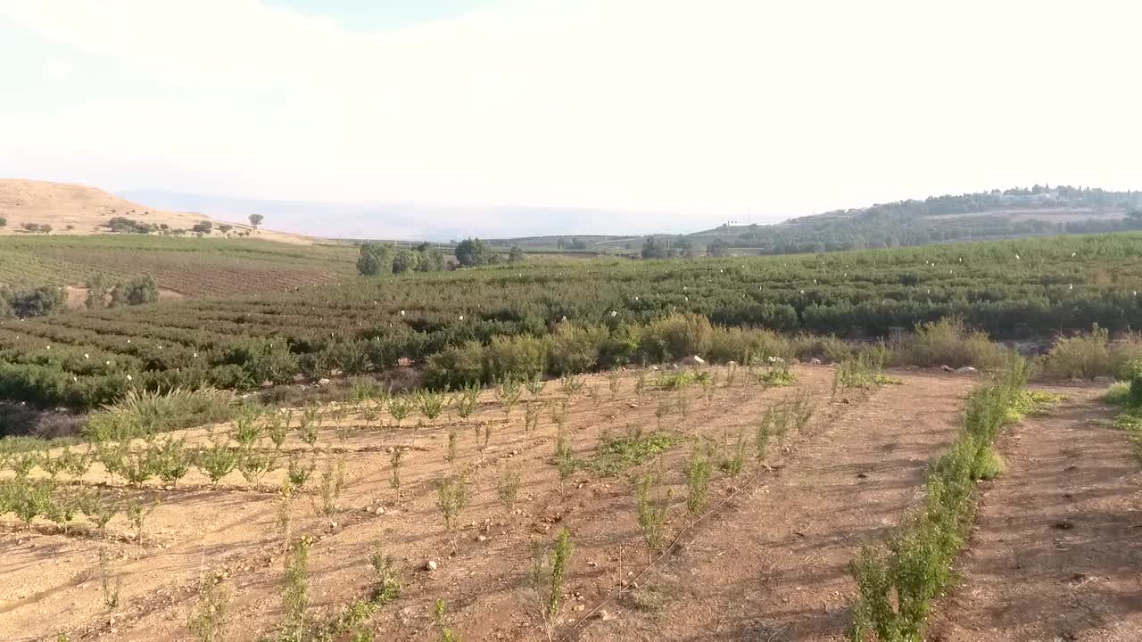 hermoso campo de viñedos con filas y filas de plantas de vid de uva que continúan hacia el lejano en un estilo comercial filmado desde un dron