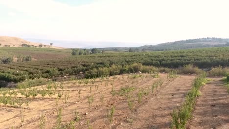 beautifully laid out vineyard field with rows upon rows of grape vine plants continuing off into the distant in a commercial style filmed from a drone