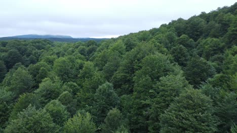 árboles-Verdes-En-El-Bosque