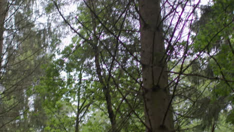 camera pans around looking through trunks and leaves of trees in dense forest in countryside 4