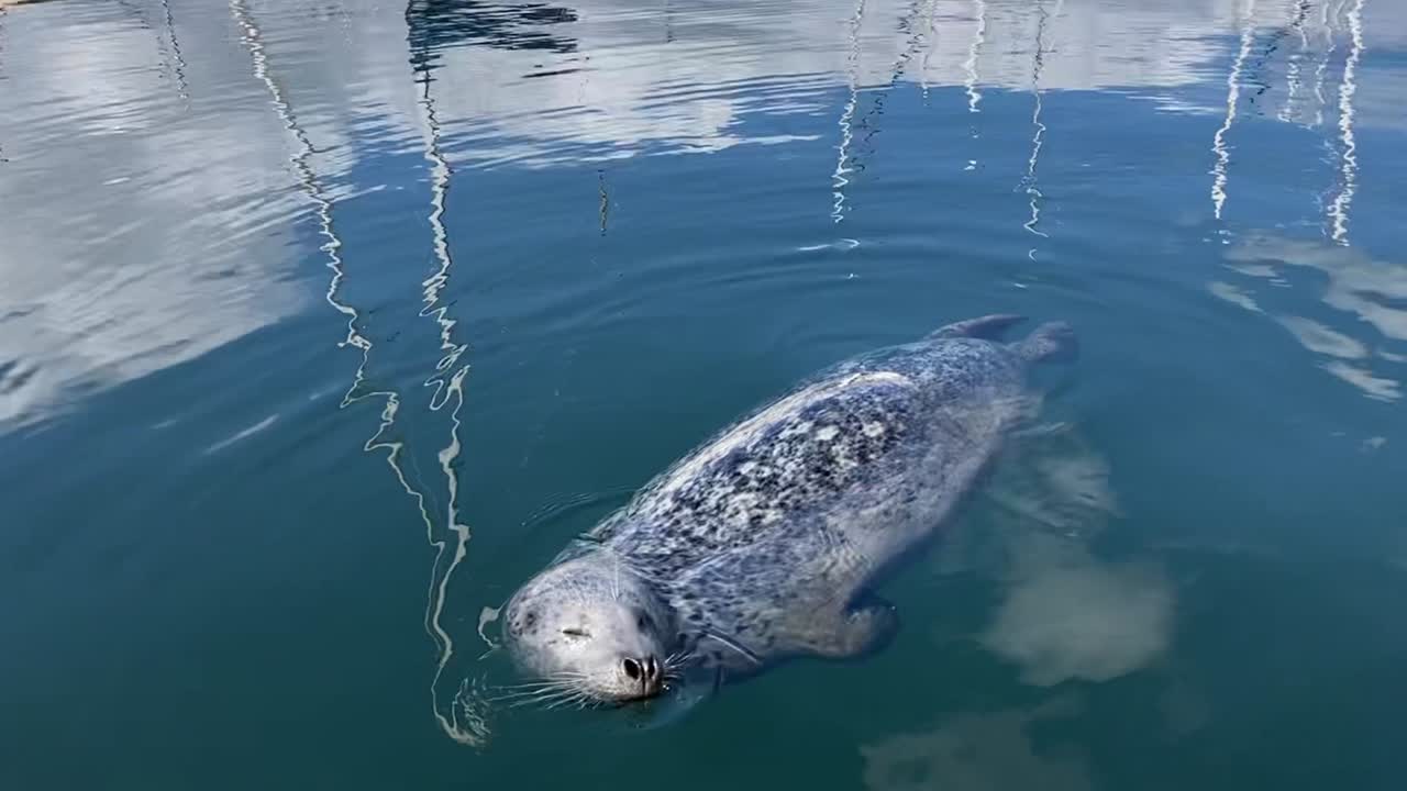 Harbor seal floating by a dock and enjoying a swim on a sunny day