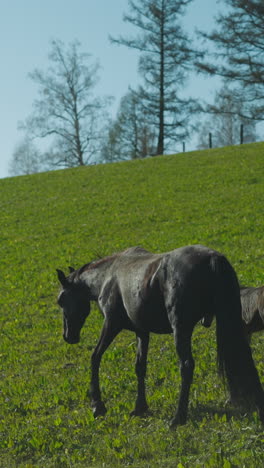 healthy black mare with houndgutted foal walks along green meadow on hill slope slow motion. expensive purebred horses graze on ranch field on sunny day