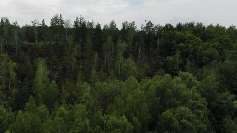 Aerial-View-of-Flock-of-Birds-Flying-Around-Above-Dense-Forest-Tracking-Backward