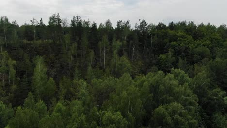vista aérea de una bandada de aves volando por encima del denso bosque siguiendo hacia atrás