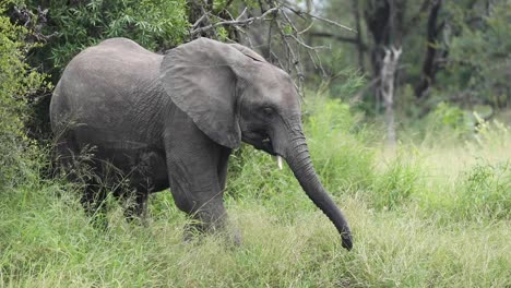 Panning-shot-of-a-young-African-elephant-cow-feeding,-Greater-Kruger