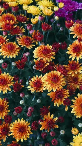 autumnal chrysanthemum display