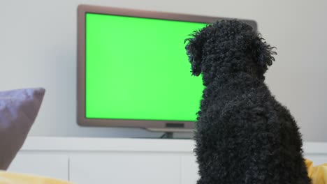 dog (poodle) sitting in front of the television