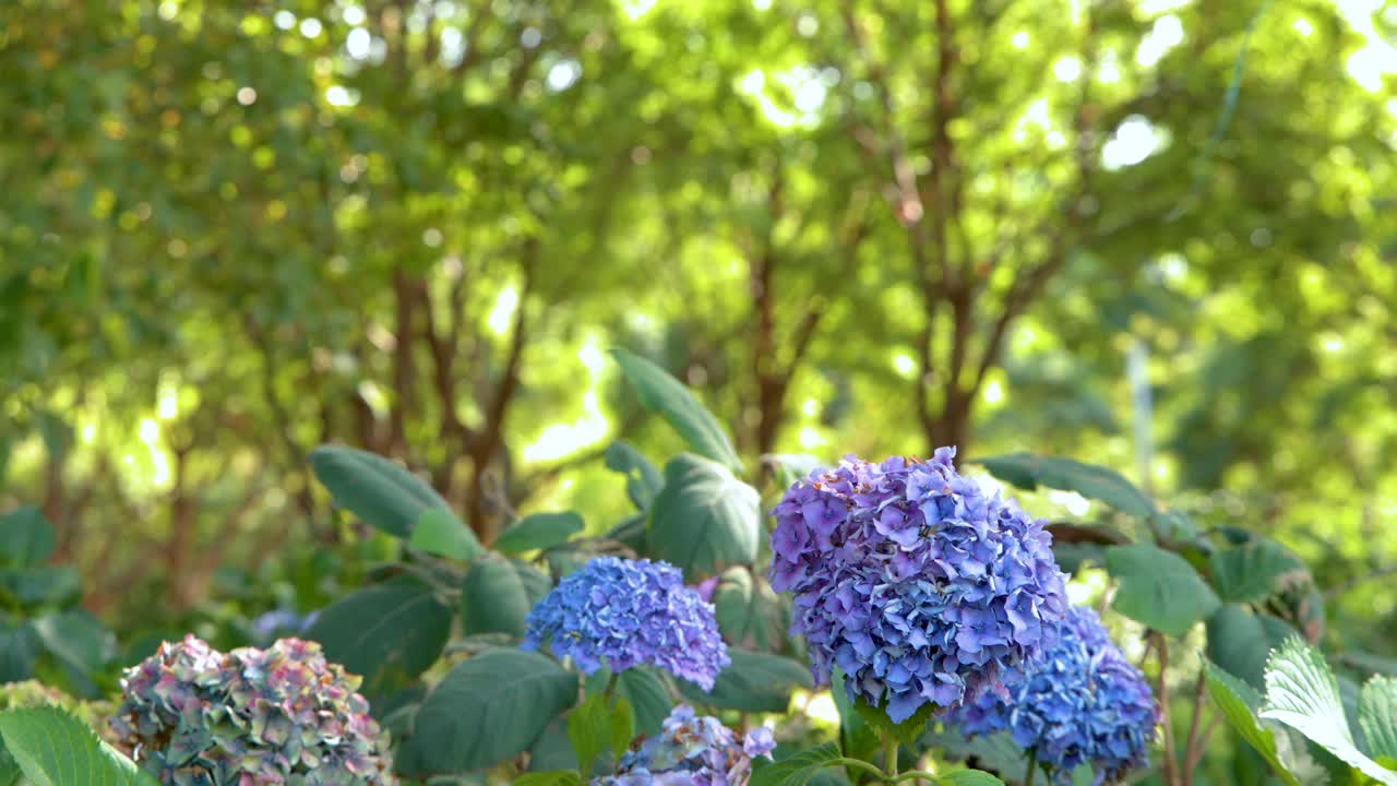 Blue hydrangea blooms move in soft breeze, sunlit park background, shallow depth of field