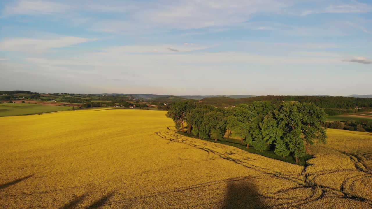 árboles verdes en medio de un campo de colza amarillo, vista aérea