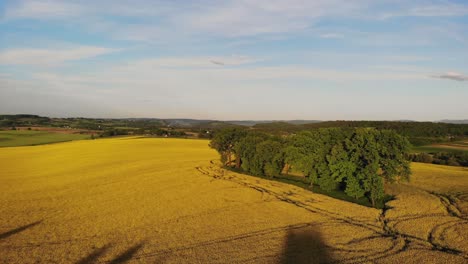 Green-trees-amid-yellow-rapeseed-field,-aerial-view