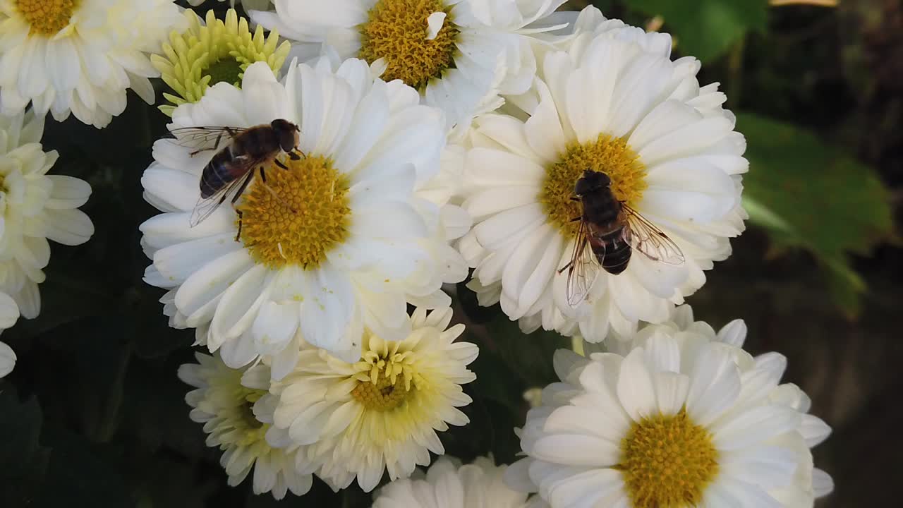 abeja recogiendo polen en flores blancas con amarillo, toma de primer plano en cámara lenta
