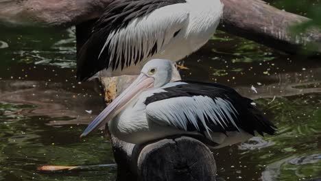 pelicans standing on logs above pond in tropical wildlife habitat