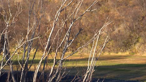 autumn natural environment woods at iceland nordic landscape dry countryside branches and fields, no people