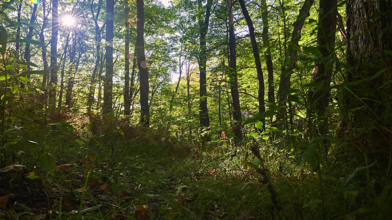el sol filtrando la luz a través de los árboles mientras las sombras cruzan el suelo del bosque - lapso de tiempo