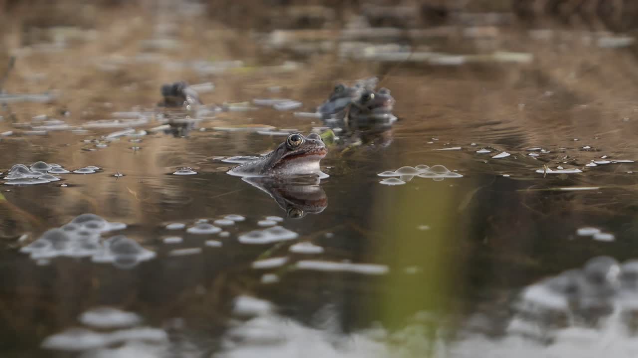 Frogs and frog spawn in water during mating season, frogs breeding and spawning in spring