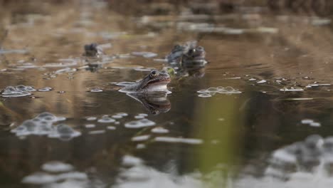 frogs and frog spawn in water during mating season, frogs breeding and spawning in spring