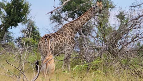 joven jirafa sudafricana caminando hacia su madre en el parque nacional kruger, sudáfrica