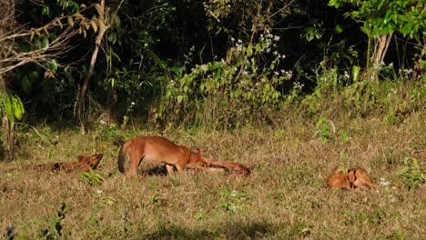 pack seen socializing together as part of their practice to make their relationship closer and maintained, dhole cuon alpinus, thailand