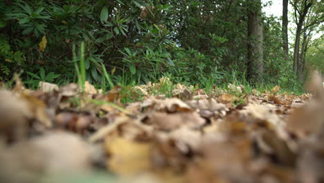 4k---Hojas-De-Otoño-En-El-Suelo