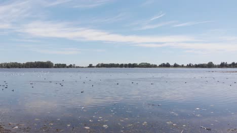 Lagoon-with-ducks,-black-necked-swans-and-herons