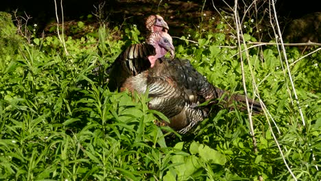 Couple-of-turkeys-n-wildlife-cleaning-wings-commercial