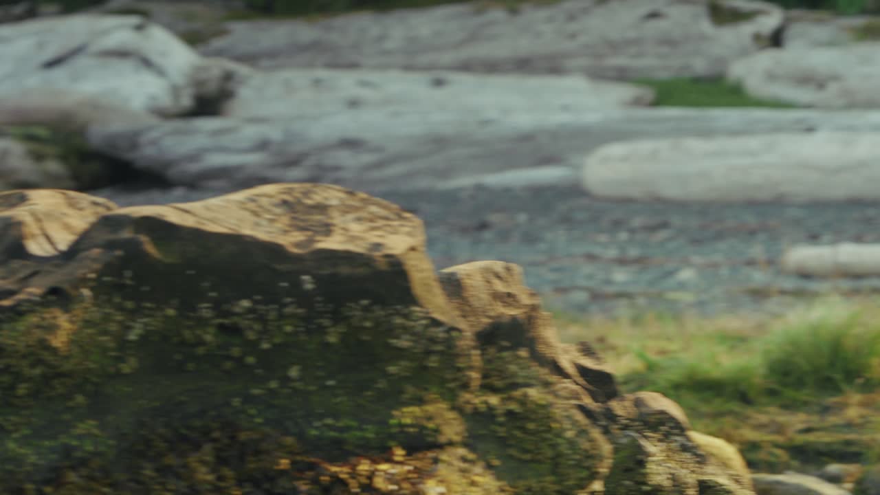 Ours se promenant sur le rivage rocheux à Port Hardy, scène paisible en extérieur