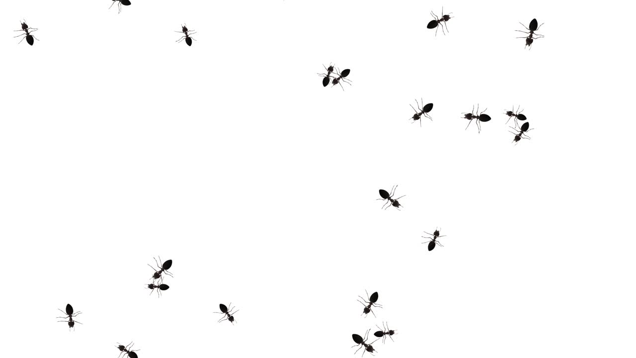 Ants on a white background and green screen