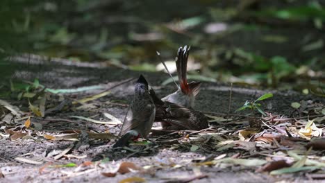 red vented bulbul fighting for matting in forest