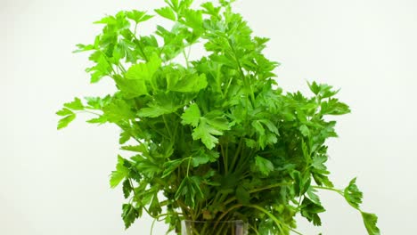 帕斯利 (parsley)  亞特蘭大 (亞特蘭大)